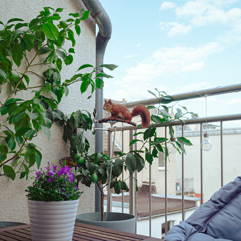 Eichhörnchen – Bild 4