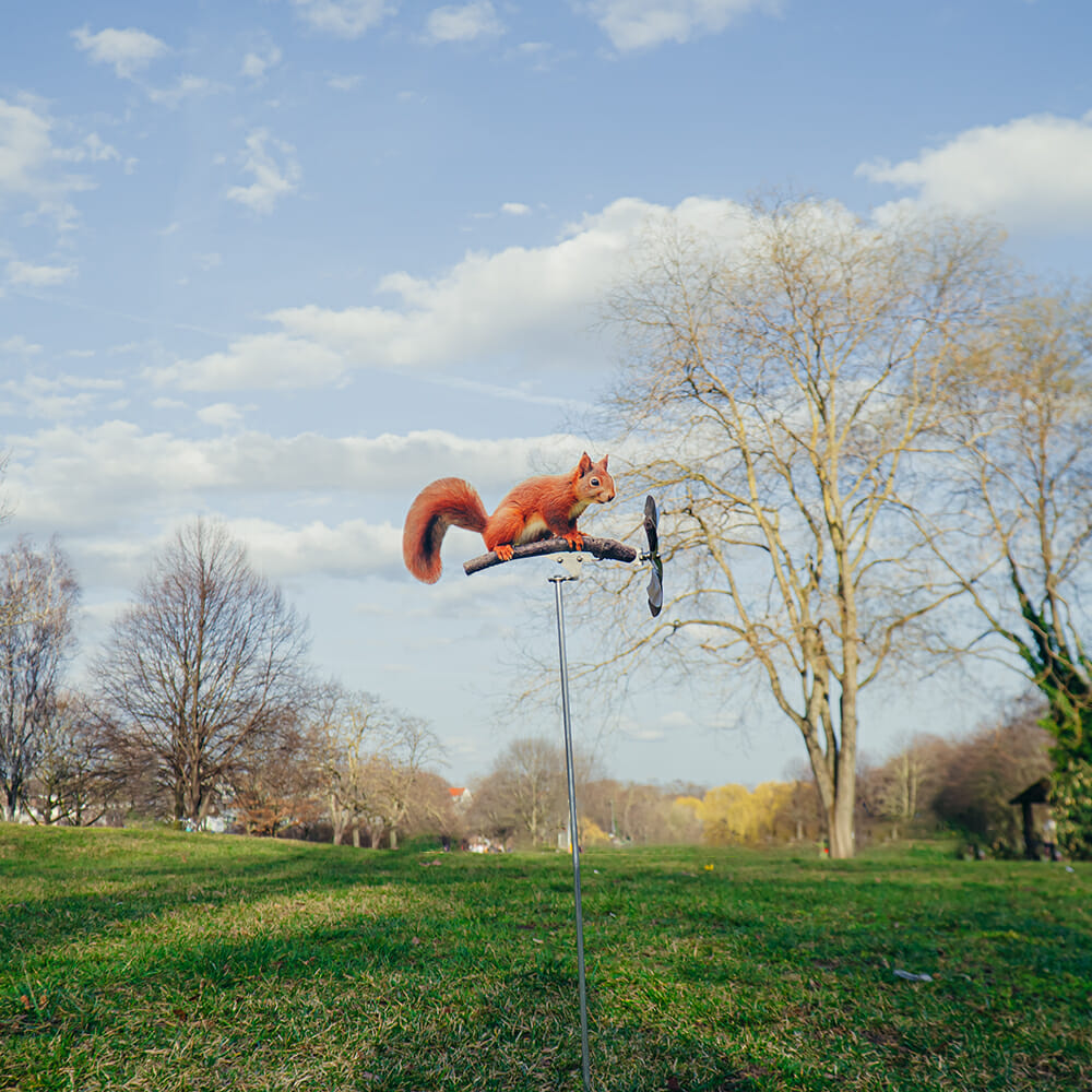 Eichhörnchen – Bild 3