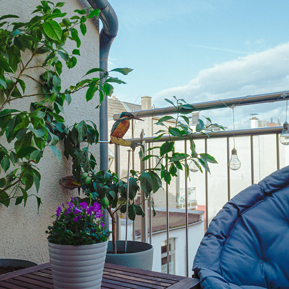 Kingfisher - Image 3