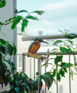 Alternative view of Eisvogel