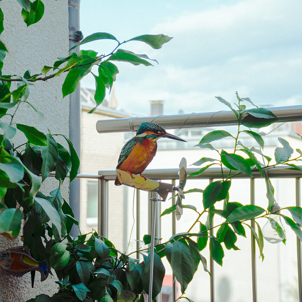 Kingfisher - Image 2