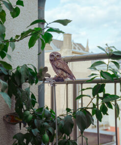 Alternative view of Kauz