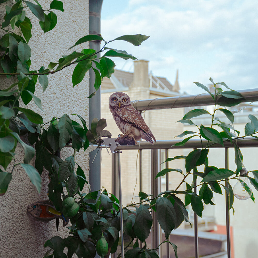 Owl - Image 2
